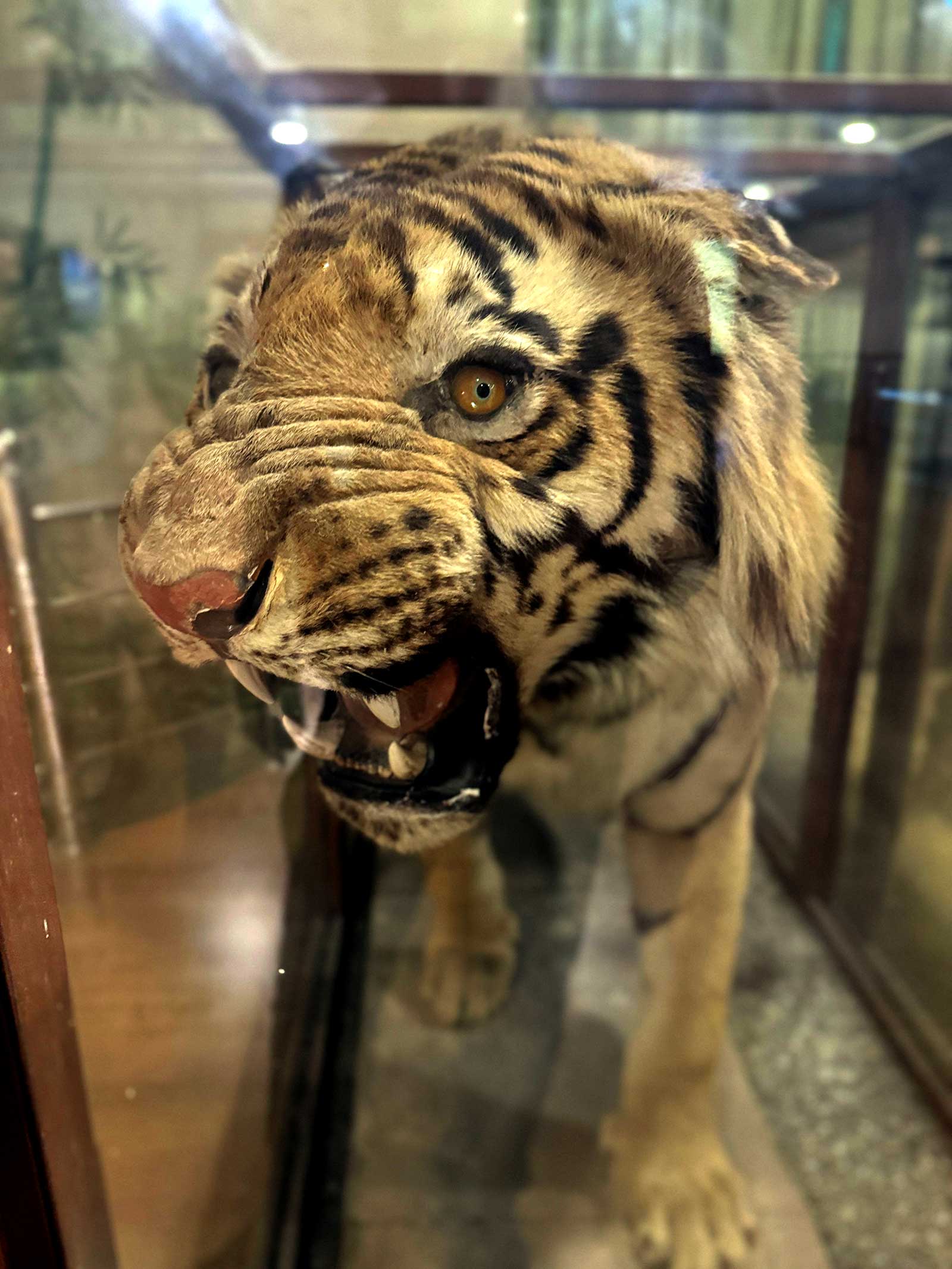 Dhangarhi Gate & Museum